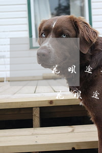 花呗逾期100多天后会联系家里人吗（蚂蚁花呗逾期100天给家人）