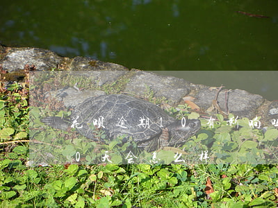 花呗逾期10有影响吗(花呗不还或者逾期10天会怎么样)