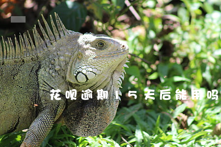 花呗逾期15天后能用吗