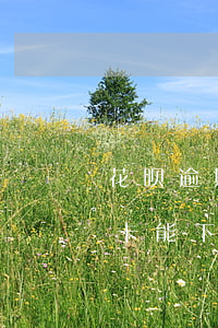 花呗逾期1年能下信用卡吗(花呗逾期办信用卡能下来吗)