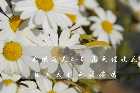花呗逾期20几天催收(花呗逾期20多天会被天天打电话催吗?)