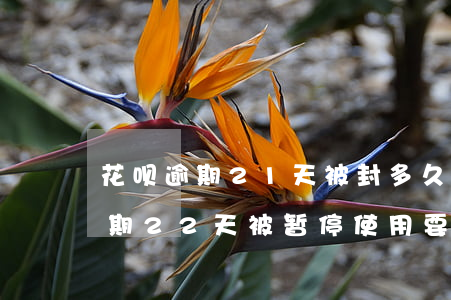花呗逾期21天被封多久可以使用-花呗逾期22天被暂停使用要多久才能恢复