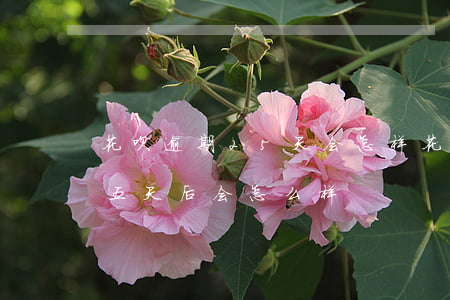 花呗逾期25天会怎样(花呗分期后逾期是十五天后会怎么样?)