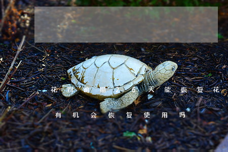 花呗逾期26天能恢复(花呗逾期了六个月还有机会恢复使用吗?)