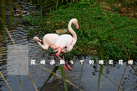 花呗逾期3个月昨天(花呗逾期3个月昨天)