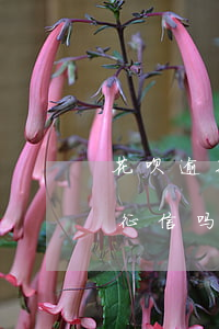 花呗逾期3天会上征信吗(花呗逾期了四天上征信吗?花呗逾期有什么后果)