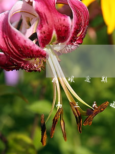 花呗逾期3天会怎么办(支付宝花呗可以逾期两三天吗)