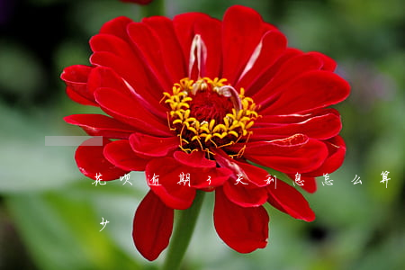花呗逾期3天利息怎么算(花呗三个月利息多少)