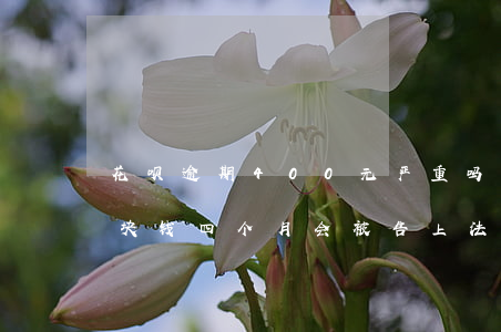 花呗逾期400元严重吗(花呗逾期1000块钱四个月会被告上法庭吗)