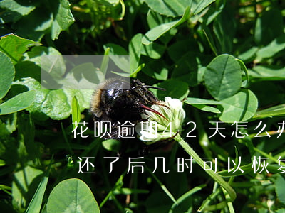 花呗逾期42天怎么办-花呗逾期了40天还了后几时可以恢复使用