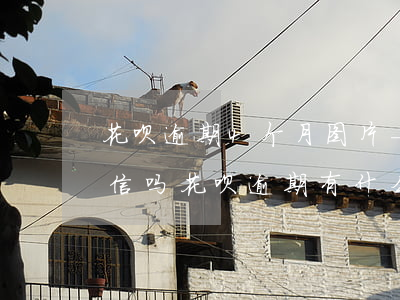 花呗逾期4个月图片-花呗逾期四个月上征信吗?花呗逾期有什么后果