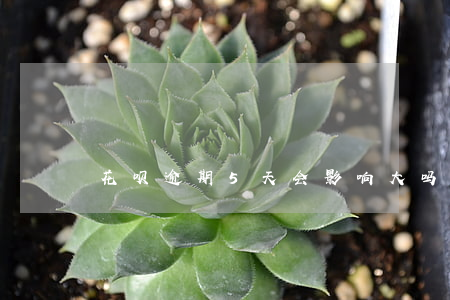 花呗逾期5天会影响大吗