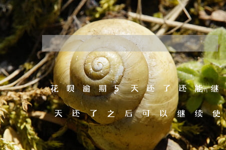 花呗逾期5天还了还能继续用吗(花呗逾期四天还了之后可以继续使用吗)