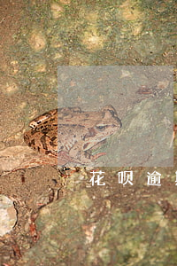 花呗逾期5年了现在还了怎么可以恢复使用