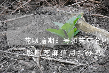 花呗逾期6号扣芝麻分吗(花呗逾期了三天会影响芝麻信用扣分吗)