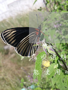 花呗逾期6块钱后果(花呗逾期6天还款后还能使用吗利息多少)