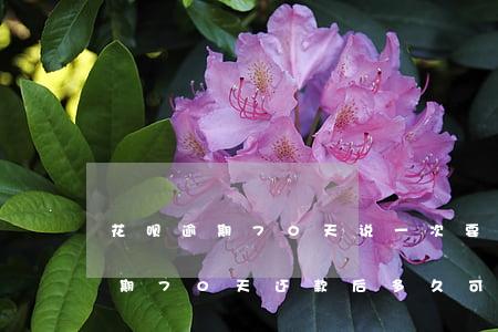 花呗逾期70天说一次要全部还完-花呗逾期70天还款后多久可以再次使用