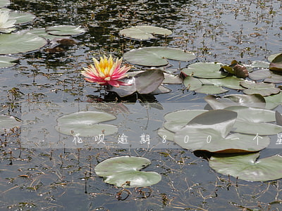 花呗逾期800一个星期多少钱-