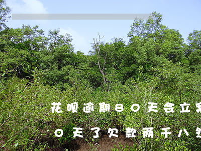 花呗逾期80天会立案(我的花呗逾期了180天了欠款两千八然后...)