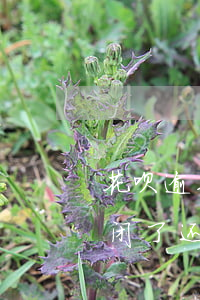 花呗逾期一两天关闭了(花呗显示逾期六天 关闭了,还上能开通么)