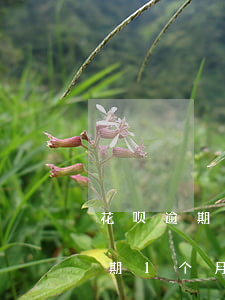 花呗逾期一个月不接电话会怎么样-花呗逾期1个月了会打联系人电话吗