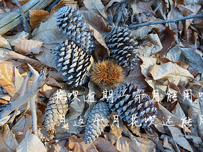 花呗逾期一个月能用吗(本月花呗逾期到下个月这个月花呗还能用吗)