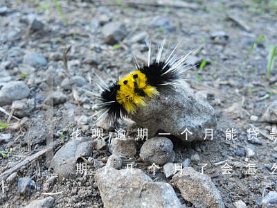 花呗逾期一个月能贷款(花呗逾期两千块钱 逾期了几个月了会怎么样)