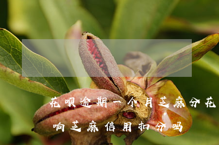花呗逾期一个月芝麻分(花呗逾期了三天会影响芝麻信用扣分吗)