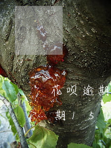 花呗逾期一千起诉发的短信真实吗-花呗逾期1500今天打电话告诉我起诉我