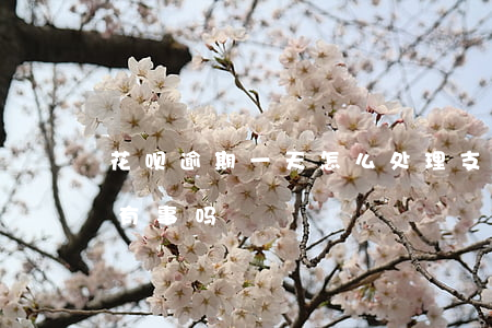 花呗逾期一天怎么处理(支付宝花呗逾期1天有事吗?)