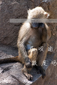 花呗逾期一天能涨额度吗(花呗逾期一天能涨额度吗)