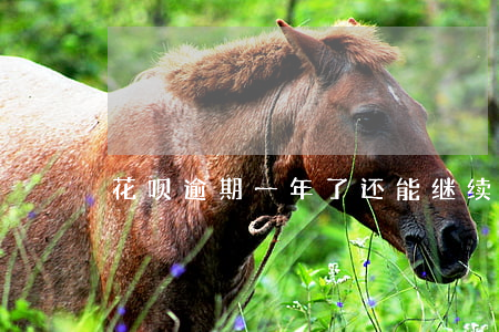 花呗逾期一年了还能继续使用吗-