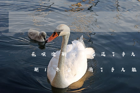 花呗逾期一年后还了多久可以使用-花呗逾期1年后还清了多久能恢复使用资格