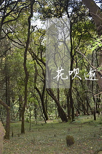 花呗逾期一年多什么情况(花呗可以逾多少期)