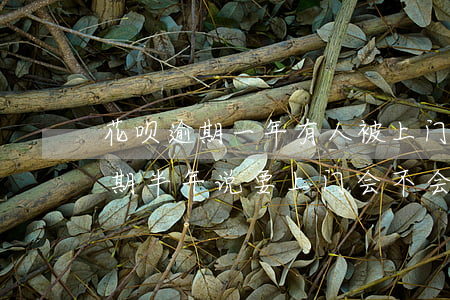 花呗逾期一年有人被上门调查了吗-花呗逾期半年说要上门会不会是真的