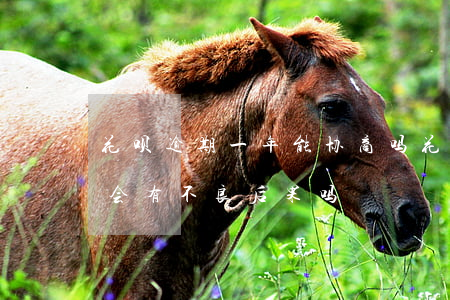 花呗逾期一年能协商吗(花呗逾期了几个小时会有不良后果吗)