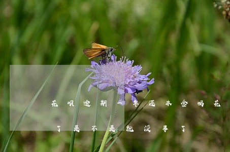 花呗逾期一年还本金吗 花呗逾期1年后还清了是不是就没事了