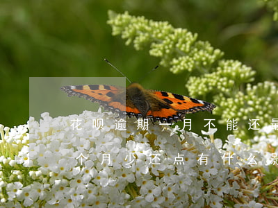花呗逾期一月不能还最低(花呗逾期还不上每个月少还点有什么影响吗)