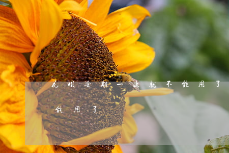 花呗逾期一次就不能用了(花呗逾期一次就不能用了)