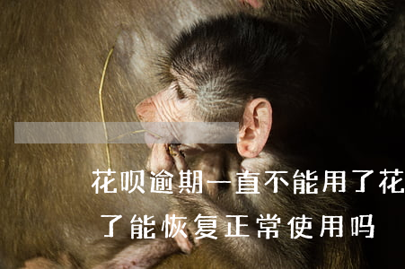 花呗逾期一直不能用了(花呗逾期现在不能用了,能恢复正常使用吗)