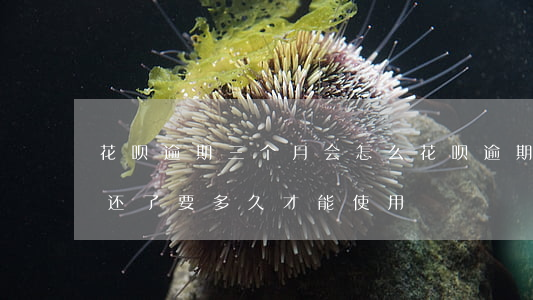 花呗逾期三个月会怎么(花呗逾期三个月后来还了要多久才能使用)