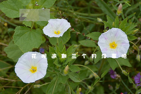 花呗逾期三个月没事吧