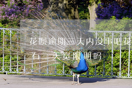 花呗逾期三天内没事吧(花呗显示已逾期不是有三天宽限期吗)