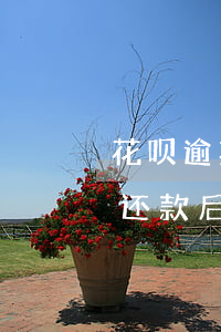 花呗逾期三天可以用吗(花呗逾期超过三十天还款后多久能正常使用)