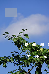 花呗逾期三天还能用吗(花呗逾期三年不能用了什么时候恢复可以用)