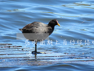花呗逾期上百行征信吗(花呗逾期上百行征信吗)
