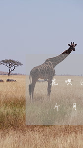 花呗逾期不可以坐高铁吗(花呗300逾期十个月还了会不让坐高铁吗)