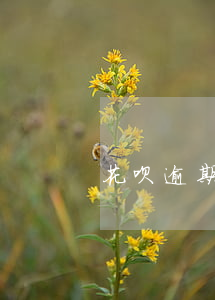 花呗逾期与健康码(花呗逾期与健康码有关吗)