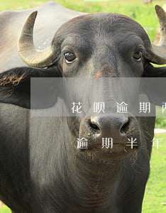 花呗逾期两万多会被起诉吗(花呗欠款2万多逾期半年会法院起诉吗)