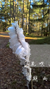 花呗逾期两三天对备用金有影响吗-花呗逾期两三天对备用金有影响吗知乎
